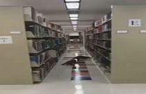 حياوانا الراكون وسط مكتبة خريجي جامعة ولاية أركانساس - 2019/10/27