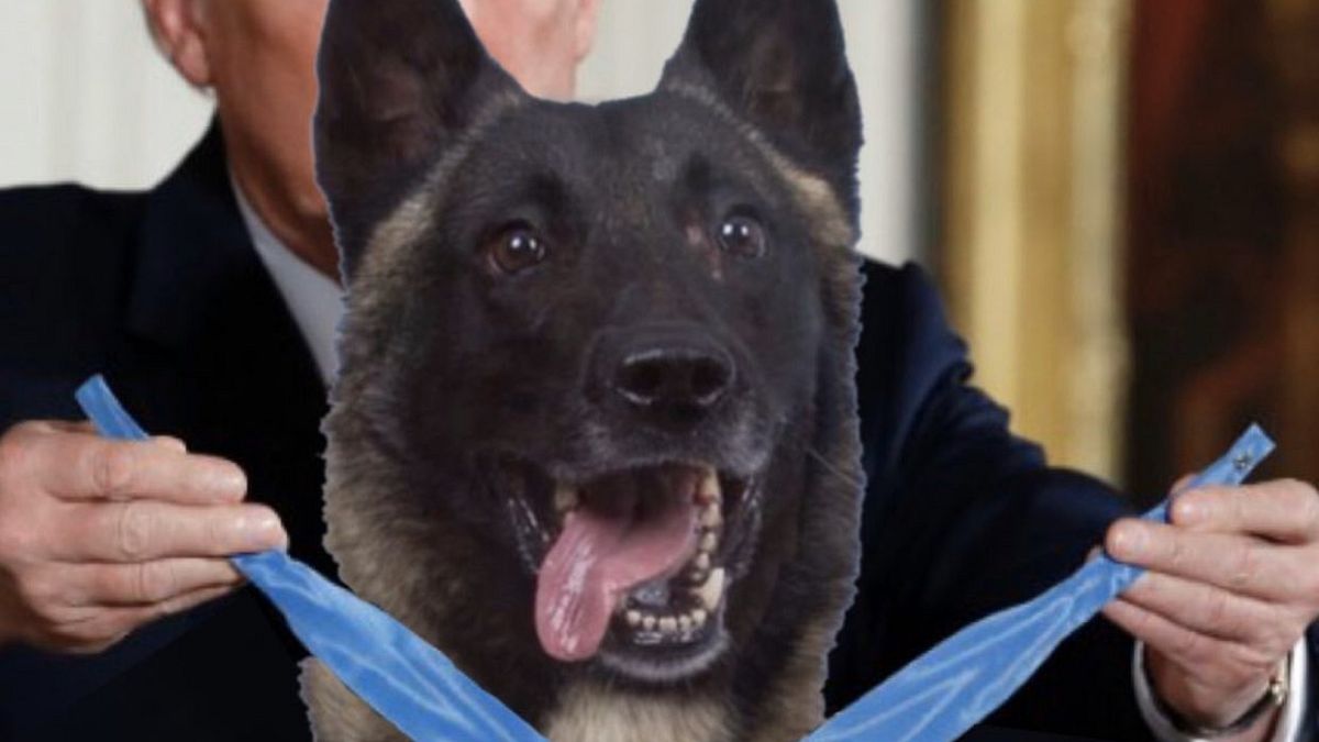 Trump Bağdadi'yi tünelde kovalayan köpeğe madalya takarken gösteren sahte fotoğrafı paylaştı