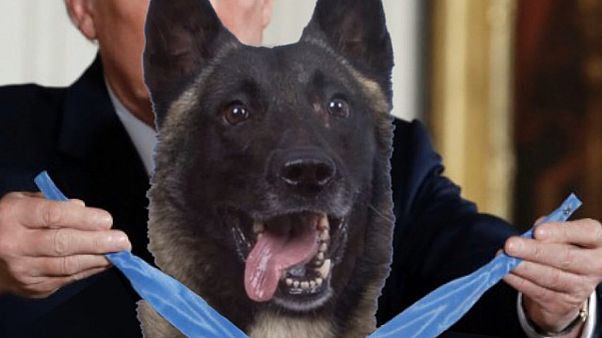 Trump Bağdadi'yi tünelde kovalayan köpeğe madalya takarken gösteren sahte fotoğrafı paylaştı Trump Bağdadi'yi tünelde kovalayan köpeğe madalya takarken gösteren sahte fotoğrafı paylaştı