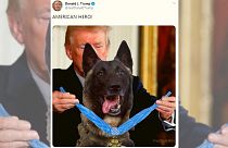 واکنش‌ها به عکس فتوشاپی «سگ قهرمان» در حال دریافت مدال از ترامپ