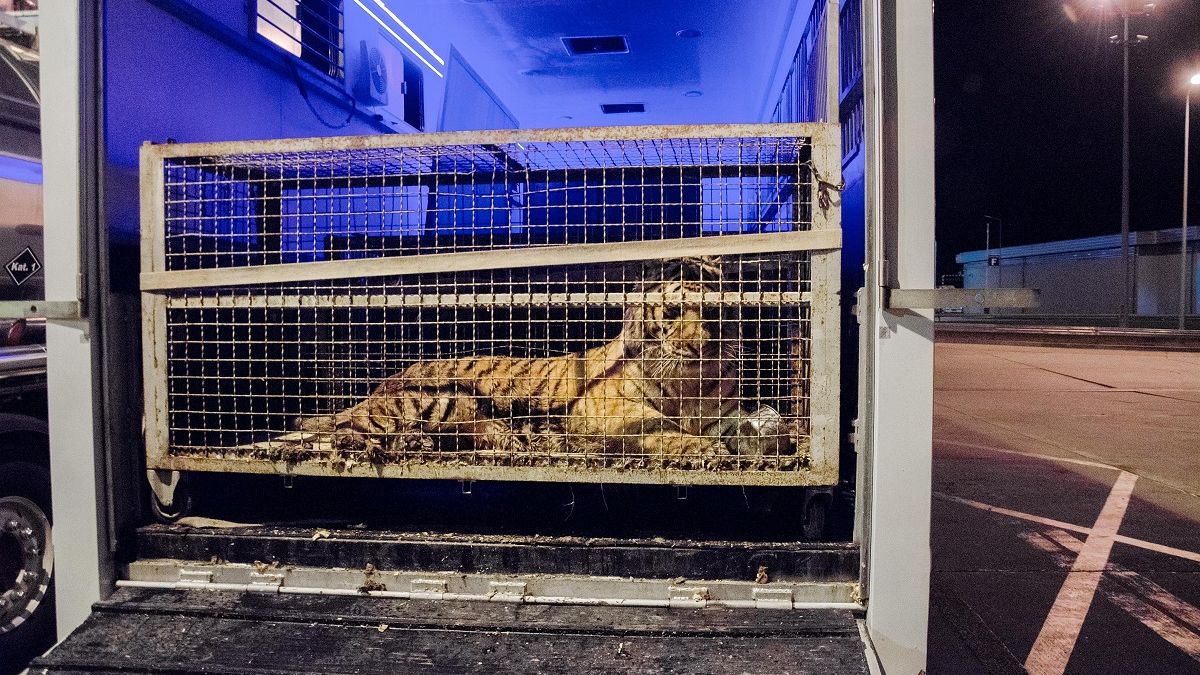Einer der eingesperrten Tiger an der polnisch-weißrussischen Grenze