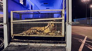 Einer der eingesperrten Tiger an der polnisch-weißrussischen Grenze