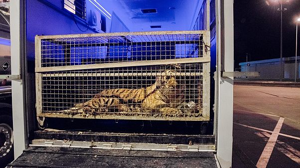 Einer der eingesperrten Tiger an der polnisch-weißrussischen Grenze Einer der eingesperrten Tiger an der polnisch-weißrussischen Grenze