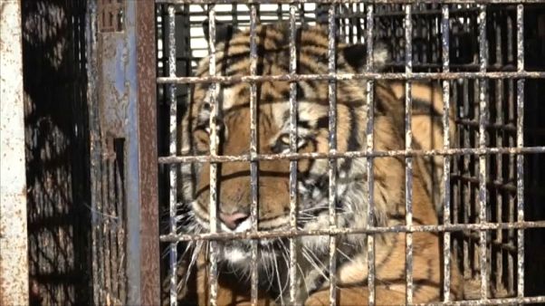 Rescatados los tigres retenidos en la frontera de Polonia Rescatados los tigres retenidos en la frontera de Polonia