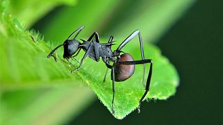 Decline of insects in Germany is 'frightening', scientists warn