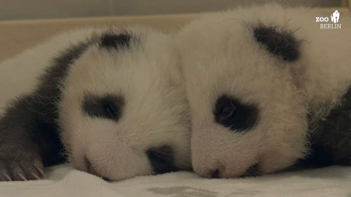 Erster Kuscheltag für Berlins Panda-Zwillinge