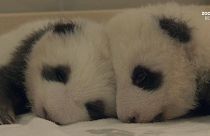 Erster Kuscheltag für Berlins Panda-Zwillinge