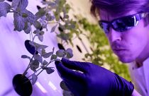 Scientist Jan Lukacevic checks plants inside an aeroponic growing chamber in Prague