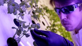 Scientist Jan Lukacevic checks plants inside an aeroponic growing chamber in Prague