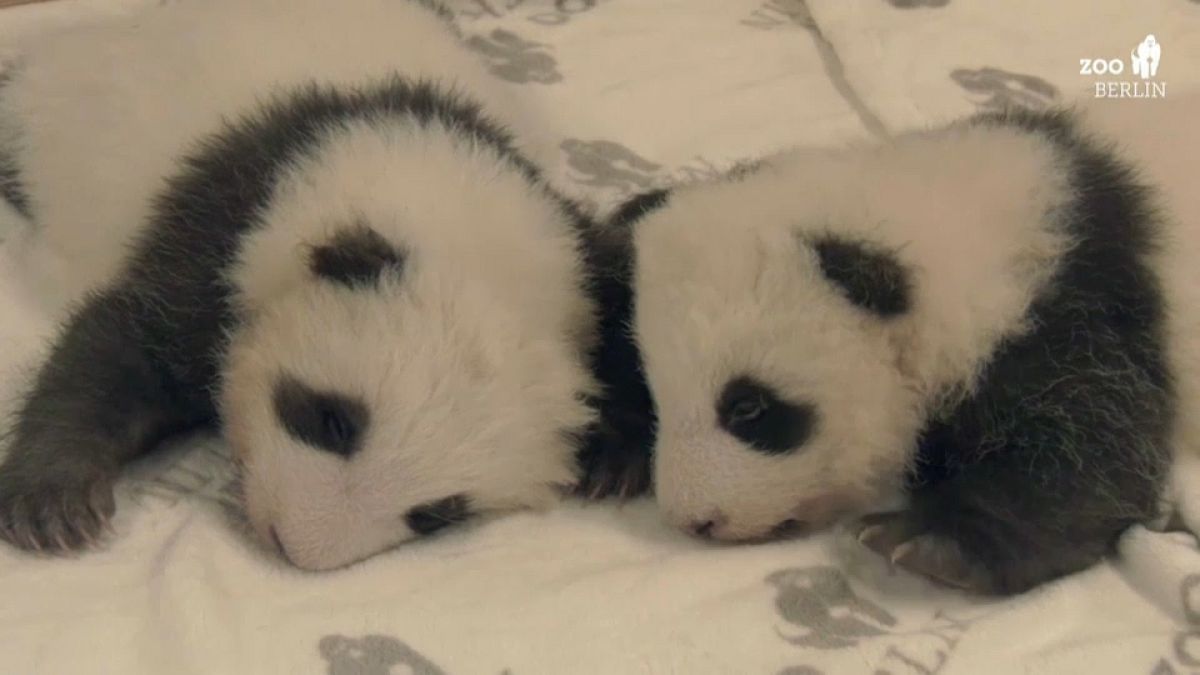 Primer encuentro de dos gemelos de oso panda en el zoo de Berlín