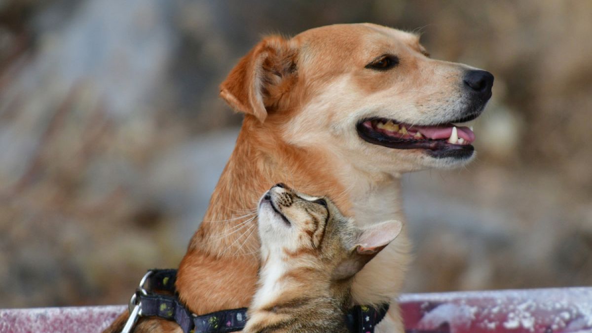Αδέσποτη γάτα παίζει με  σκύλο στο Ναύπλιο