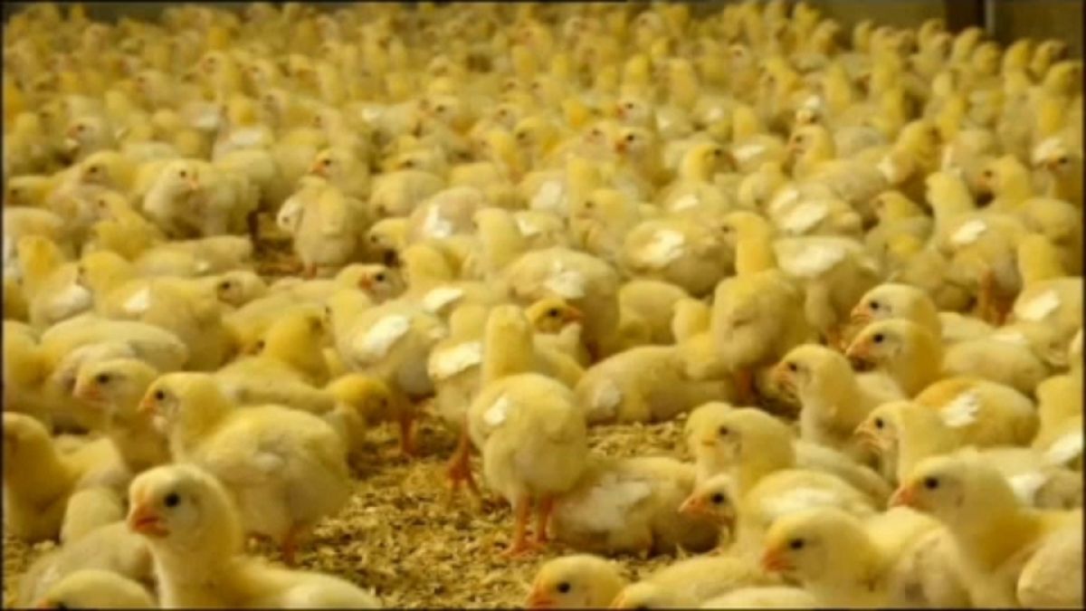 Egg production farms continue practice of mass culling of male chicks