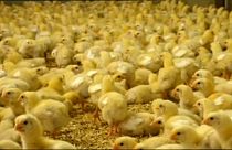 Egg production farms continue practice of mass culling of male chicks