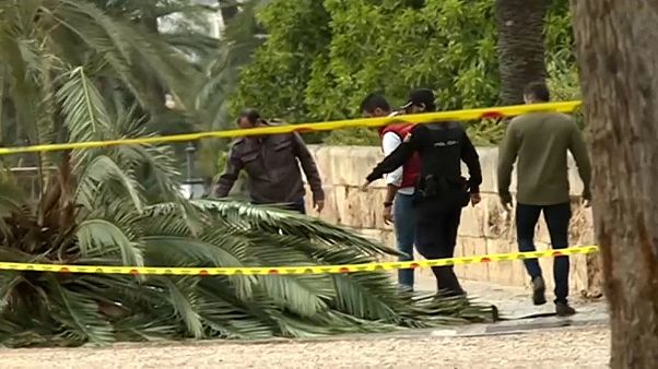 Mallorca: 37-Jährige von Palme erschlagen Mallorca: 37-Jährige von Palme erschlagen