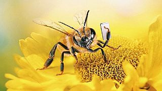  «Β»: Η πρώτη μέλισσα influencer!