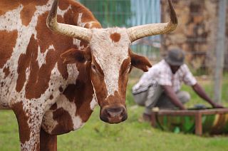 Angola’s Kwanza Sul: Megafarms and Small Farmers