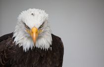 ایرانسل هزینه رومینگ عقاب‌‌های روس را رایگان کرد