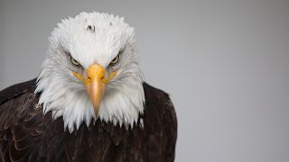 ایرانسل هزینه رومینگ عقاب‌‌های روس را رایگان کرد