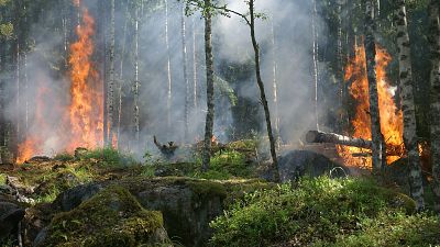 Forest fires have been raging in Indonesia Forest fires have been raging in Indonesia
