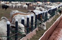 Endüstriyel hayvancılık ve tarım