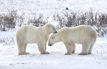 Polar bears in Churchill, Manitoba