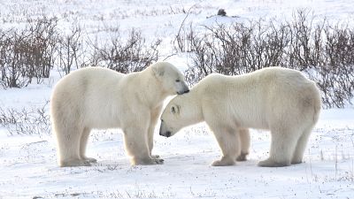 Polar bears in Churchill, Manitoba Polar bears in Churchill, Manitoba