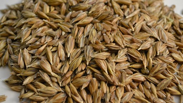Granos de farro de los que se extrajo el ADN Granos de farro de los que se extrajo el ADN