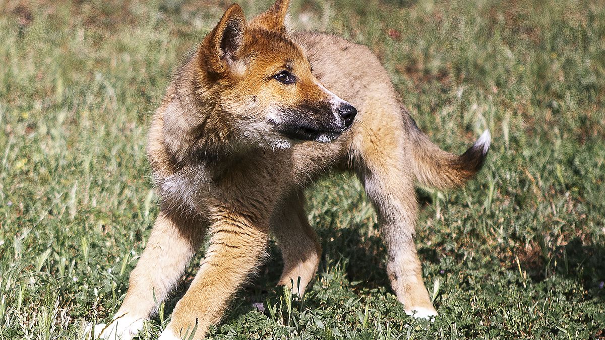 Avustralya'da ilginç olay: Gökten düştü, köpek zannedildi, dingo olduğu anlaşıldı