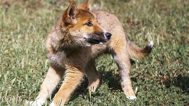 Avustralya'da ilginç olay: Gökten düştü, köpek zannedildi, dingo olduğu anlaşıldı Avustralya'da ilginç olay: Gökten düştü, köpek zannedildi, dingo olduğu anlaşıldı