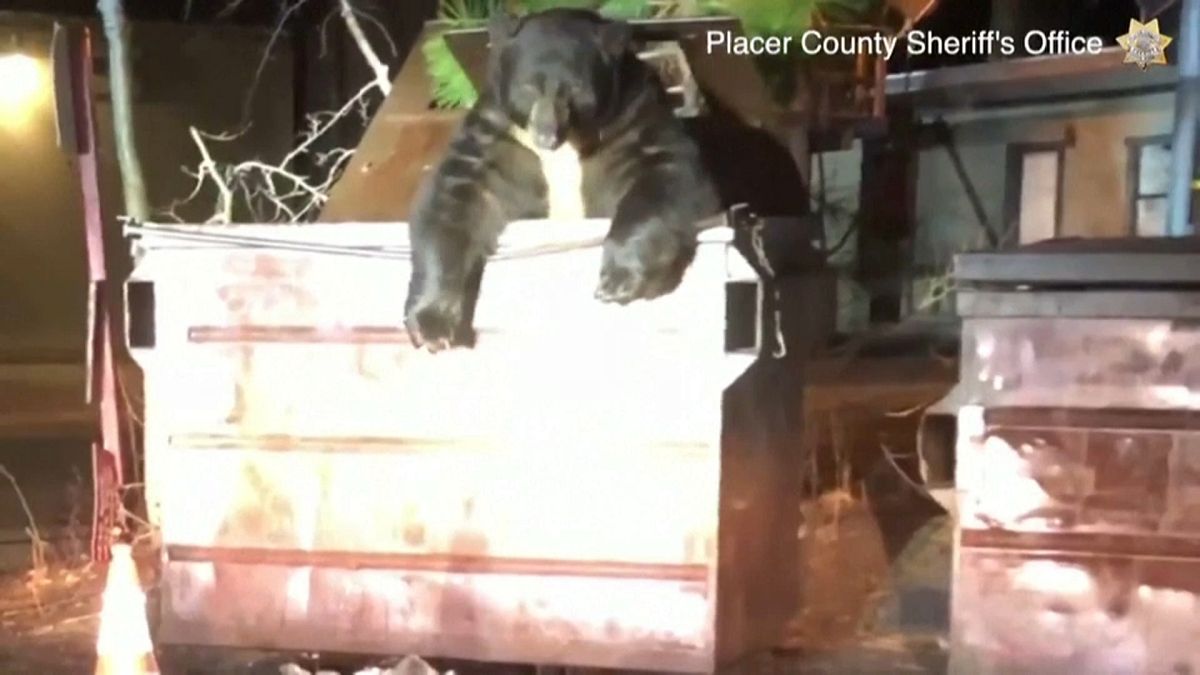 گرفتار شدن خرس کنجکاو در سطل زباله در کالیفرنیای آمریکا