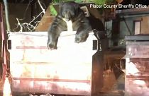 گرفتار شدن خرس کنجکاو در سطل زباله در کالیفرنیای آمریکا