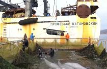 Fin du calvaire pour les mammifères marins retenus en Extrême-Orient russe