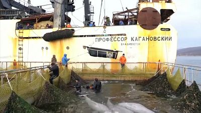 Fin du calvaire pour les mammifères marins retenus en Extrême-Orient russe