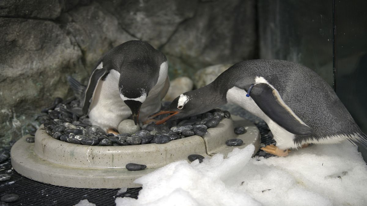Eşcinsel penguenler yeniden baba olmaya hazırlanıyor
