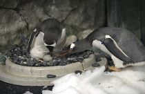 Eşcinsel penguenler yeniden baba olmaya hazırlanıyor