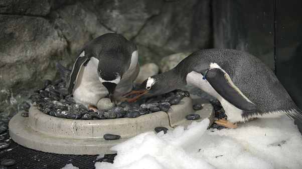 Eşcinsel penguenler yeniden baba olmaya hazırlanıyor Eşcinsel penguenler yeniden baba olmaya hazırlanıyor