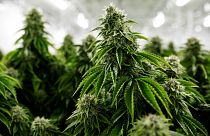  کشف بزرگترین مزرعه کشت ماری جوانا در شمال فرانسه