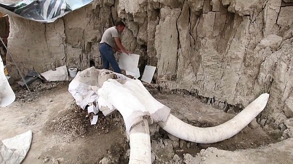 México desentierra secretos milenarios sobre la caza de los mamuts México desentierra secretos milenarios sobre la caza de los mamuts