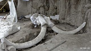  Quelques 800 os provenant d'au moins 14 mammouths ont été découverts par des archéologues à Tultepec dans le centre du Mexique.