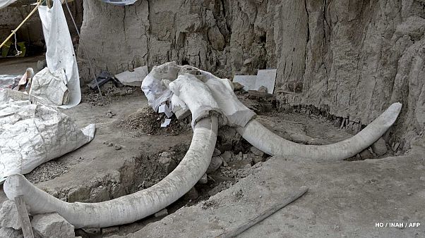 Quelques 800 os provenant d'au moins 14 mammouths ont été découverts par des archéologues à Tultepec dans le centre du Mexique. Quelques 800 os provenant d'au moins 14 mammouths ont été découverts par des archéologues à Tultepec dans le centre du Mexique.