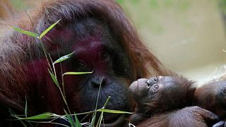 'İnsan olmayan kişi' orangutan Sandra ABD'deki yeni adresine taşındı