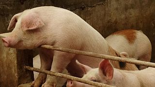 Ecologistas suecos recomiendan no comprar carne de cerdo española