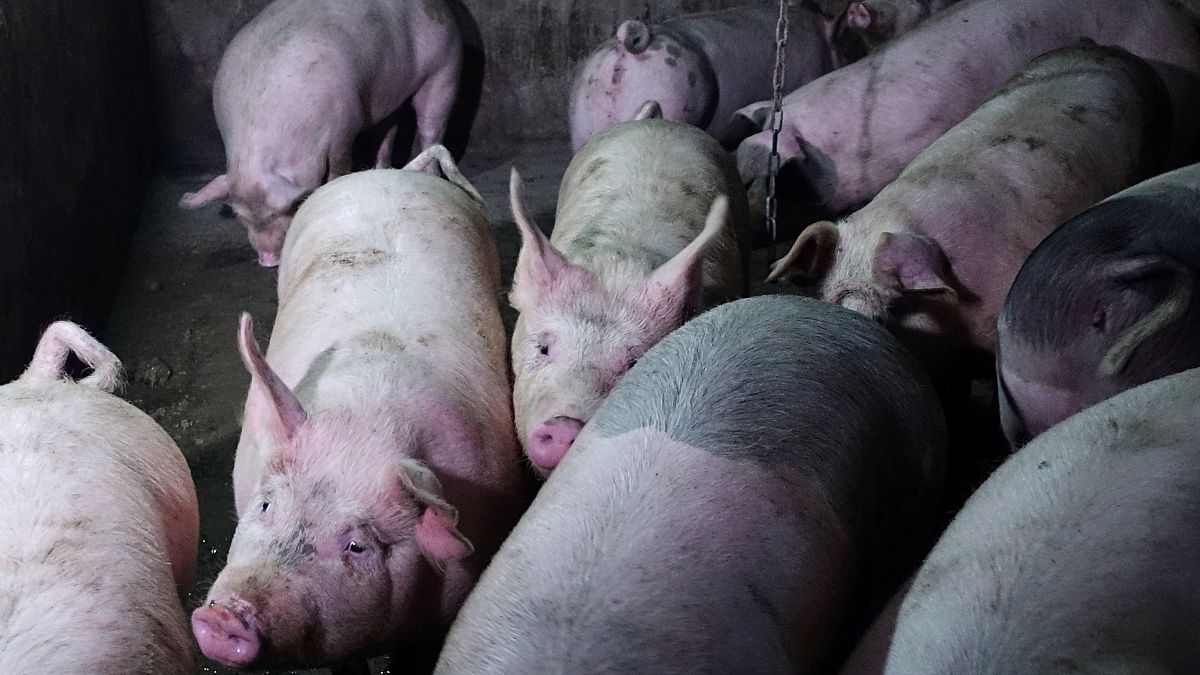 Schweinefleisch aus Spanien sollte laut WWF Schweden nicht verzehrt werden