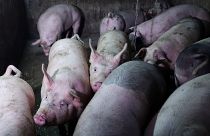 Schweinefleisch aus Spanien sollte laut WWF Schweden nicht verzehrt werden