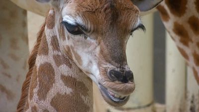 Bebé girafa em zoo da República Checa