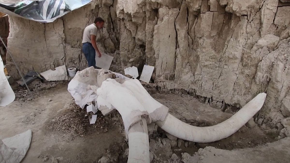 العثور على بقايا 14 ماموث في حفرتين في مكان كان يتخدم مكبا للنفايات شمال العاصمة المكسيكية