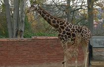 Watch: Endangered baby giraffe makes public debut 
