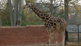 Watch: Endangered baby giraffe makes public debut