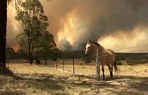 В Австралии начались лесные пожары
