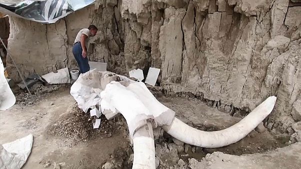 В Мексике нашли ловушки для мамонтов В Мексике нашли ловушки для мамонтов